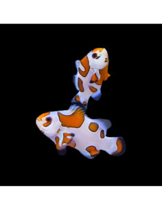 AMPHIPRION OCELLARIS ORANGE STORM