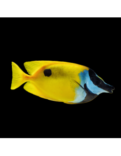 Siganus unimaculatus (rare)