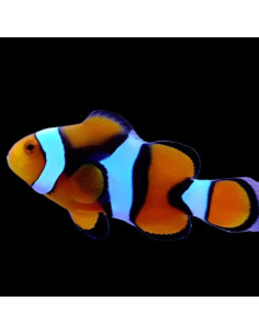 AMPHIPRION PERCULA