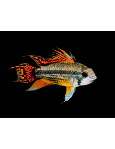 APISTOGRAMMA CACATUOIDES DOUBLE RED