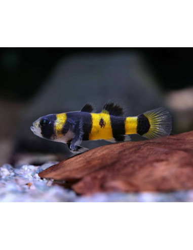 BRACHYGOBIUS DORIAE