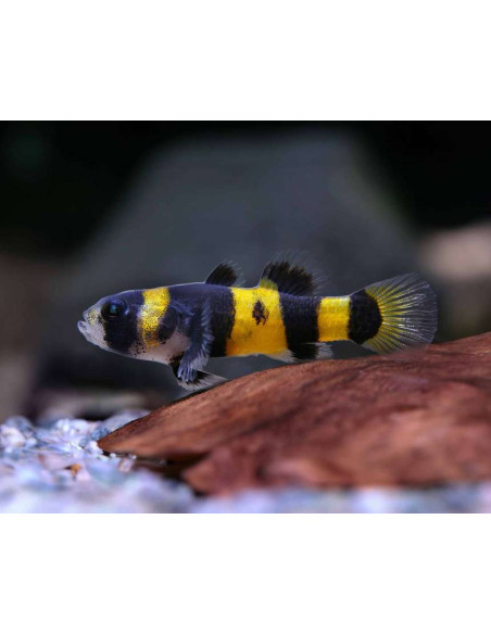 BRACHYGOBIUS DORIAE