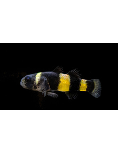 BRACHYGOBIUS DORIAE