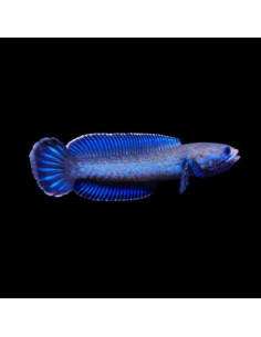 CHANNA PULCHRA WILD