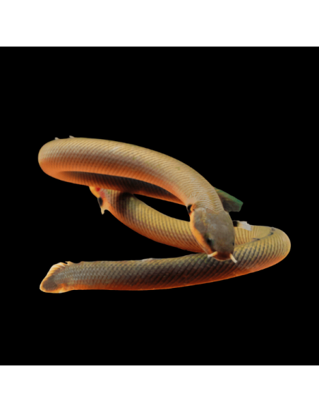ERPETOICHTHYS CALABARICUS