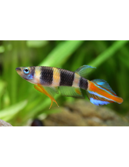 EPIPLATYS ANNULATUS