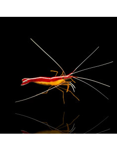 LYSMATA AMBOINENSIS taille s