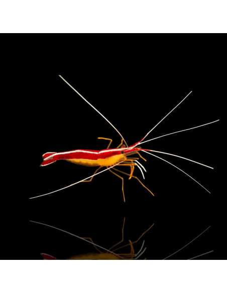 LYSMATA AMBOINENSIS