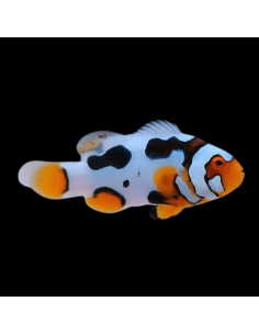 Amphiprion percula Picasso Extrême