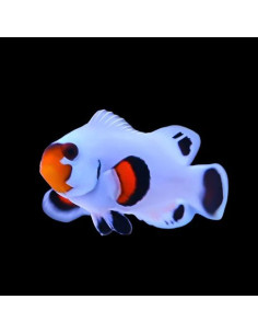 Amphiprion ocellaris White flurry