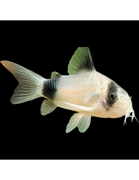 CORYDORAS PANDA