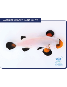 Amphiprion ocellaris White flurry