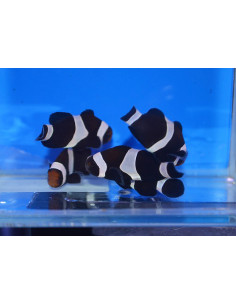 AMPHIPRION DARWINI
