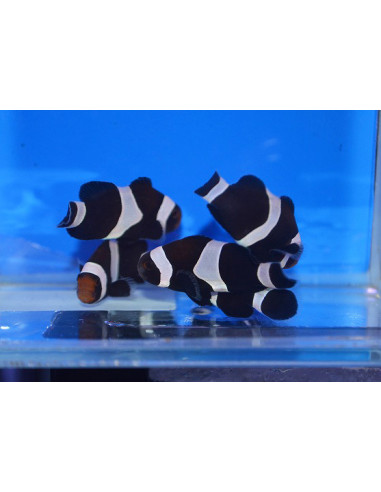 AMPHIPRION DARWINI