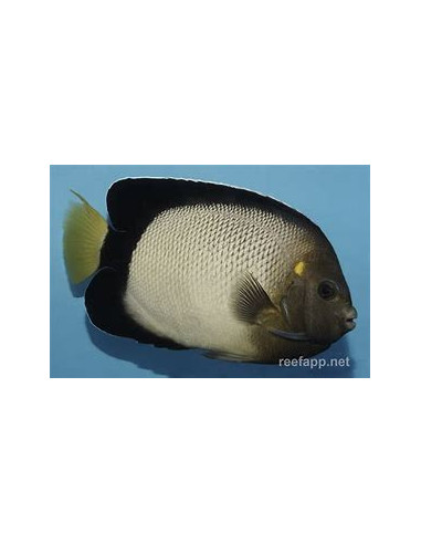 APOLEMICHTHYS XANTHURUS  ( élevage )