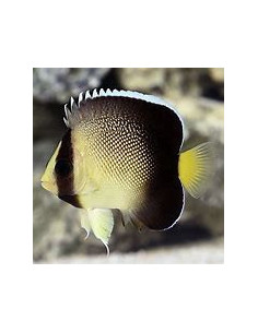 APOLEMICHTHYS XANTHURUS  ( élevage )