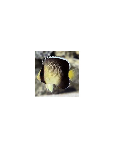 APOLEMICHTHYS XANTHURUS  ( élevage )