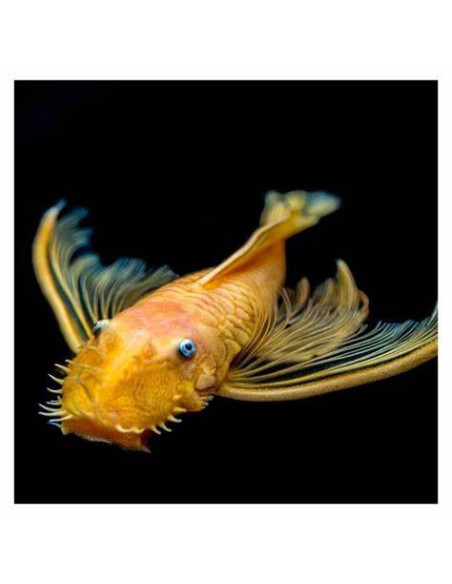 ANCISTRUS LEMON L144 LONG FIN