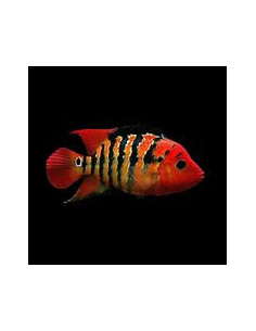 CICHLASOMA FESTAE