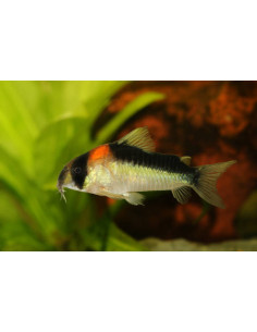 CORYDORAS DUPLICAREUS