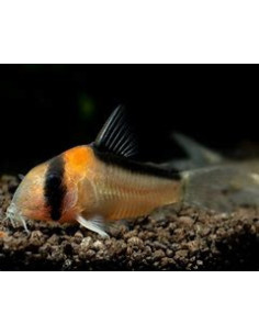 CORYDORAS ADOLFOI
