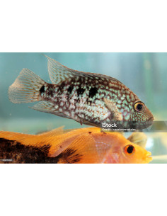 HERICHTHYS CARPINTIS