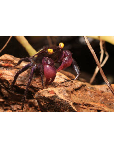 GEOSESARMA DENNERLE YELLOW EYE Femelle