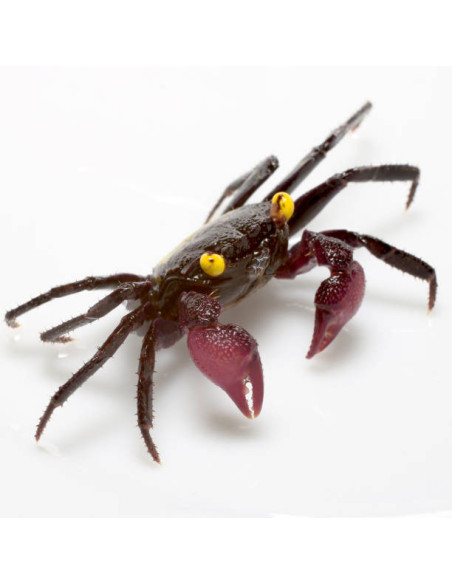 GEOSESARMA DENNERLE YELLOW EYE Femelle