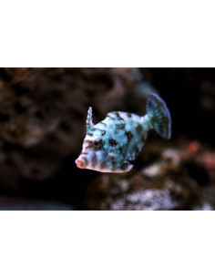 ACREICHTHYS TOMENTOSUS XL