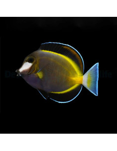 ACANTHURUS JAPONICUS