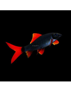 LABEO FRENATUS