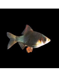PUNTIUS TETRAZONA VERT