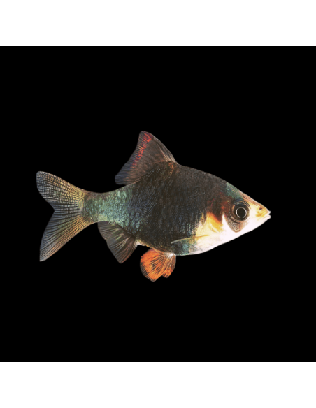 PUNTIUS TETRAZONA VERT