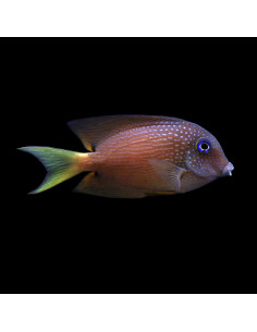 CTENOCHAETUS BINOTATUS