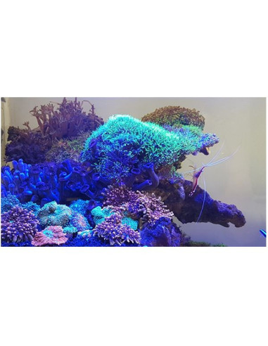 Maxspect Jump MJ-L165 LED 65W BLUE