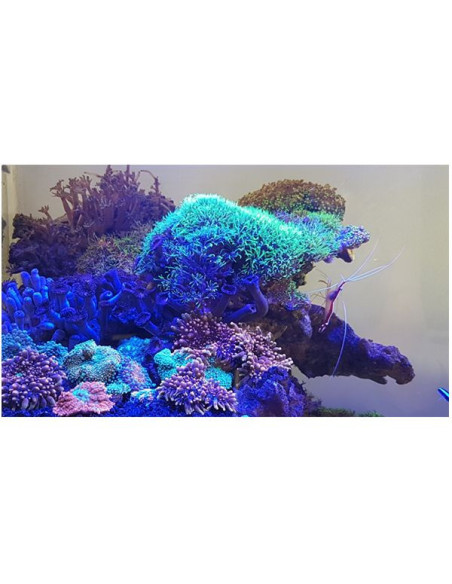 Maxspect Jump MJ-L165 LED 65W BLUE