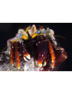 CALCINUS GAIMARDII