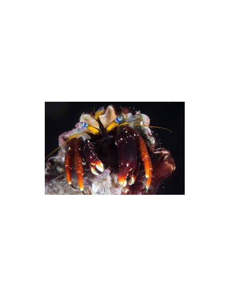 CALCINUS GAIMARDII