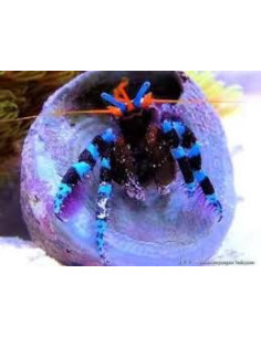 CALCINUS ELEGANS