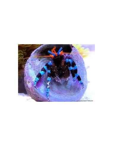 CALCINUS ELEGANS