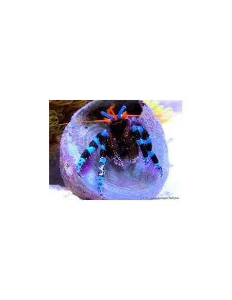 CALCINUS ELEGANS