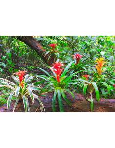 Guzmania sp  ( Bromeliacées )