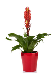 Vriesea sp  ( Bromeliacées )