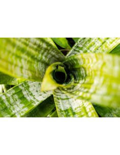 Vriesea sp  ( Bromeliacées )