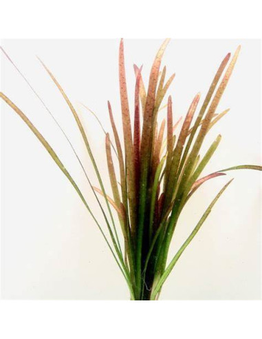 VALLISNERIA SPIRALIS RED