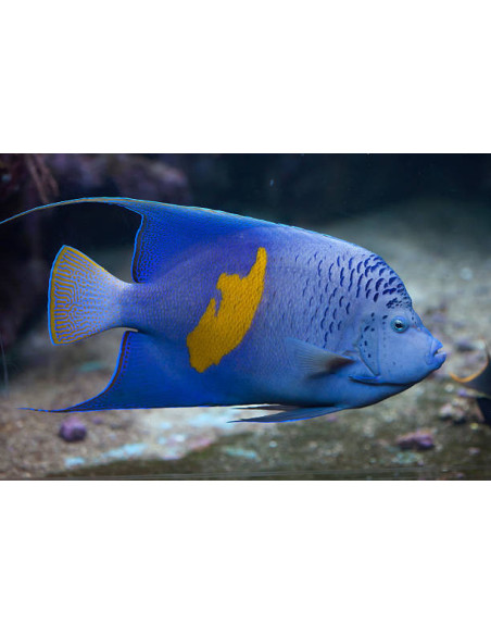 POMACANTHUS MACULOSUS