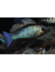 FOSSOROCHROMIS ROSTRATUS