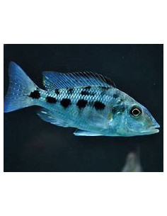 FOSSOROCHROMIS ROSTRATUS