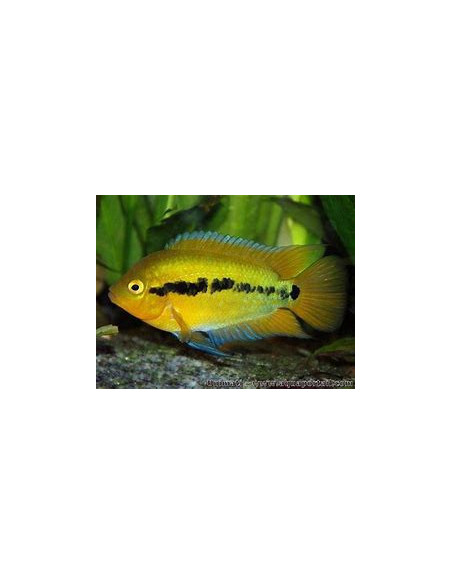 HEROTILAPIA MULTISPINOSA