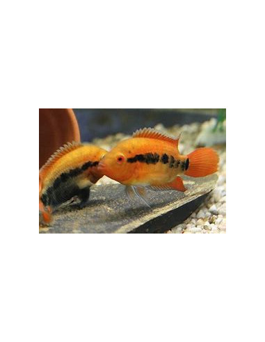 HEROTILAPIA MULTISPINOSA
